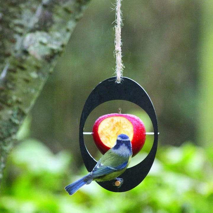 Discover the Joy of Birdwatching with the Simple Hanging Oriole Fruit Feeder