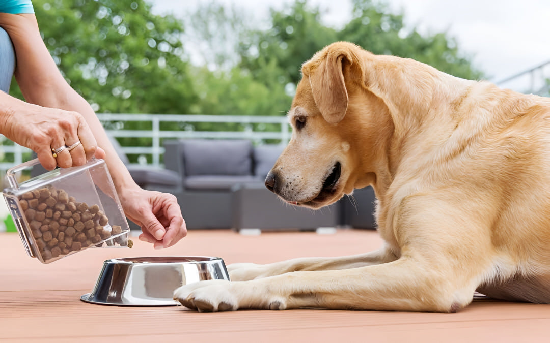 Essential Pet Feeding Guide