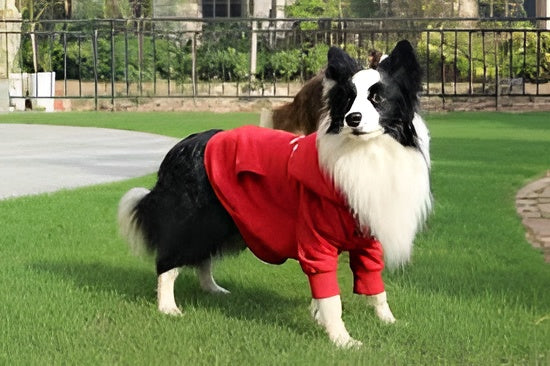 Stylish Pet Clothing Trends