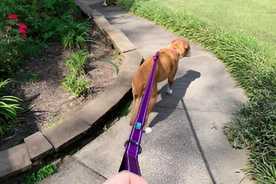 Safe And Strong Pet Leashes
